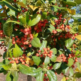 Yellowing leaves – potted ilex ARM EN Community