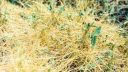 Alfalfa – herbicide against dodder ARM EN Community
