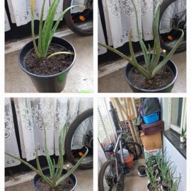 Aloe vera with brown and soft spots ARM EN Community