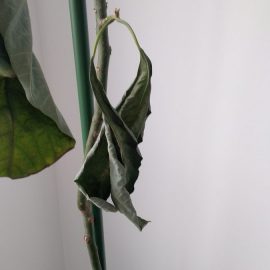 Avocado – dried leaves after transplanting ARM EN Community