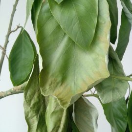 Avocado – dried leaves after transplanting ARM EN Community