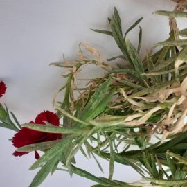 Carnation with whitish leaves ARM EN Community