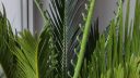 Cycas revoluta unusual leaves ARM EN Community