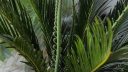 Cycas revoluta unusual leaves ARM EN Community