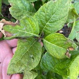 Hydrangea – leaves with burnt tips ARM EN Community