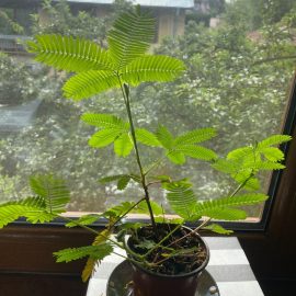 INFO | Mimosa pudica care tips ARM EN Community