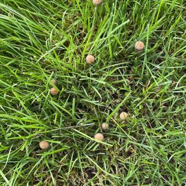 Lawn – treatments against mushrooms ARM EN Community
