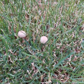 Mushrooms grown in the lawn ARM EN Community