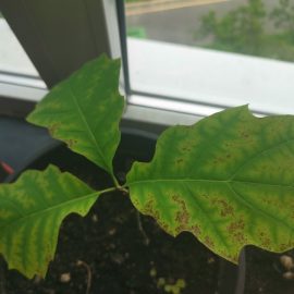 Oak – spots on leaves ARM EN Community