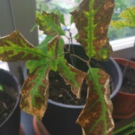 Oak – spots on leaves ARM EN Community