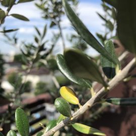 Olive tree with yellow leaves ARM EN Community
