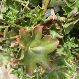 Pelargonium – dried leaves on the edge ARM EN Community