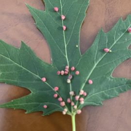Pink structures on maple leaves – gall mite ARM EN Community