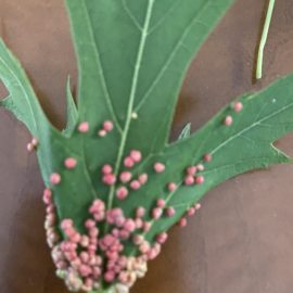 Pink structures on maple leaves – gall mite ARM EN Community