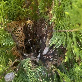 Potted arborvitae – drying out ARM EN Community