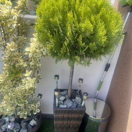 Potted arborvitae – drying out ARM EN Community