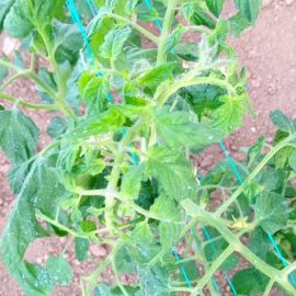 Tomato – leaves turning yellow ARM EN Community