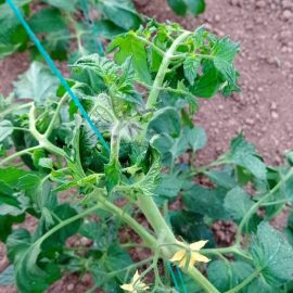 Tomato – leaves turning yellow ARM EN Community