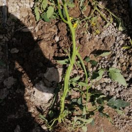 Tomato with dried stem ARM EN Community