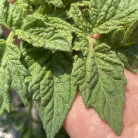 Tomatoes with small brown spots on leaves ARM EN Community