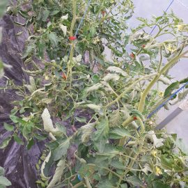 Tomatoes with wilted leaves ARM EN Community