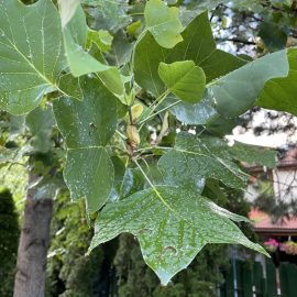 Tulip tree with sticky leaves – aphids ARM EN Community