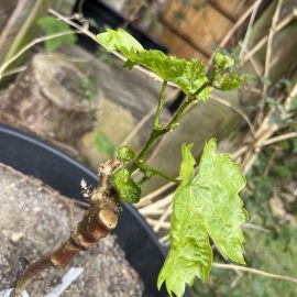 Vine with affected leaves ARM EN Community