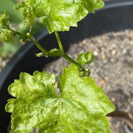 Vine with affected leaves ARM EN Community