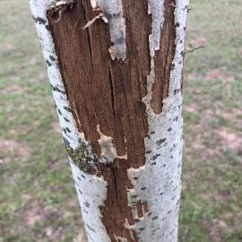 Walnut tree with damaged bark ARM EN Community