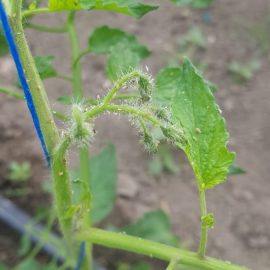 White insects on tomatoes ARM EN Community