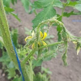 White insects on tomatoes ARM EN Community