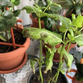 Why do mint leaves dry out? ARM EN Community
