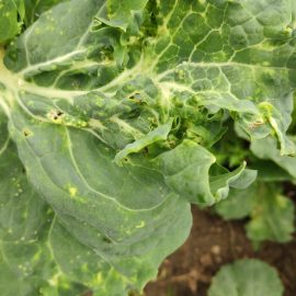 Cabbage with strange spots on leaves ARM EN Community