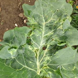 Cabbage with strange spots on leaves ARM EN Community