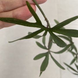 Passiflora – black growths on leaves ARM EN Community