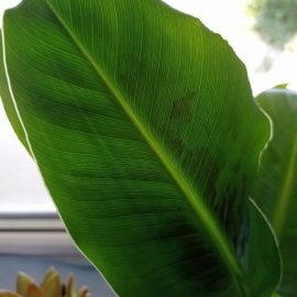 Banana tree – spots on leaves ARM EN Community