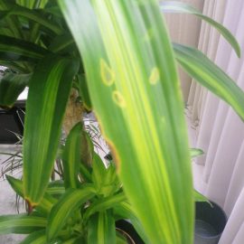 dracaena massangeana – spots on leaves ARM EN Community