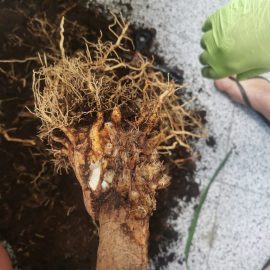 Dracaena – rotten root ARM EN Community