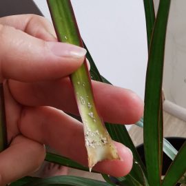 Dracaena – white spots on leaves ARM EN Community