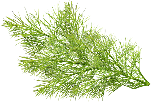 fennel-leaves