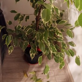 Ficus – its leaves are falling off ARM EN Community