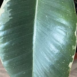 Ficus tineke – leaf dots ARM EN Community
