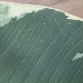 Ficus tineke – leaf dots ARM EN Community