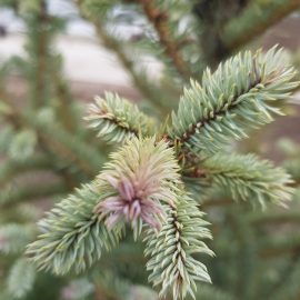 Fir tree – why are the needles turning red? ARM EN Community