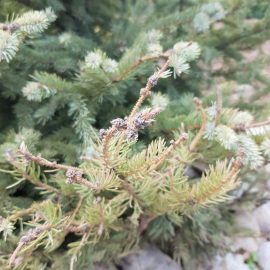 Fir tree – why are the needles turning red? ARM EN Community