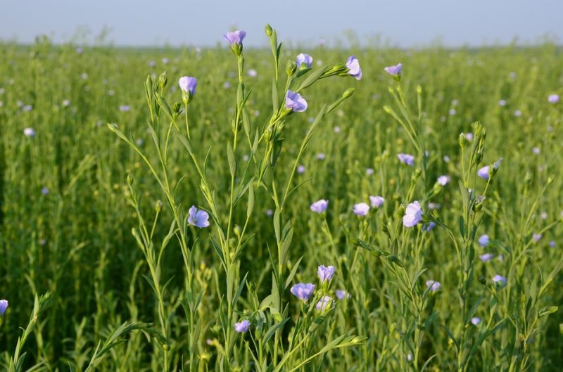 flax-for-oil-field