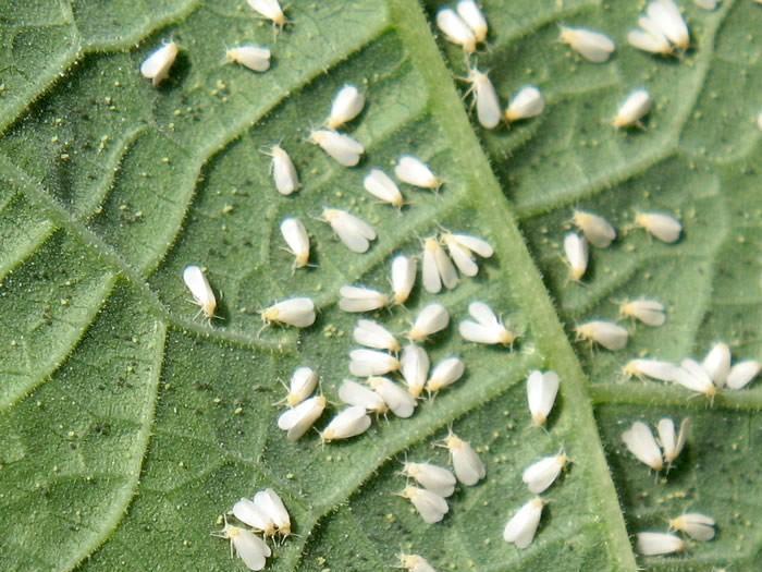 greenhouse-whitefly-1