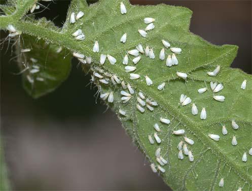 greenhouse-whitefly