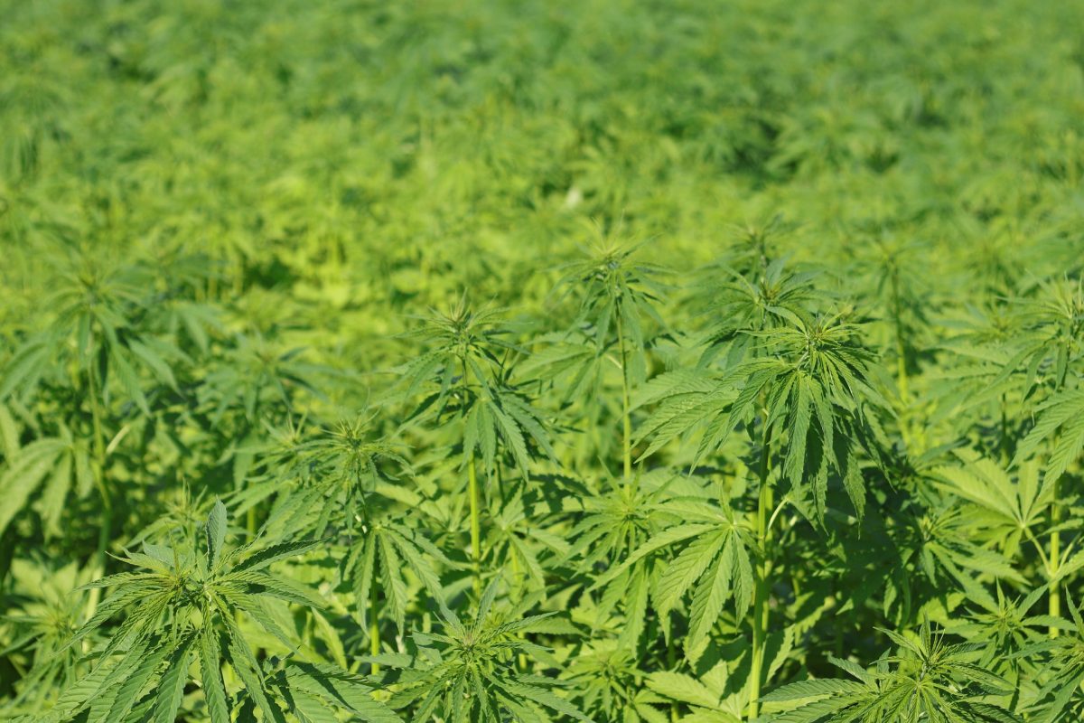 Hemp, cultivation and harvesting technology