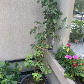 Hydrangea and climbing roses – what fertilizers can I apply? ARM EN Community